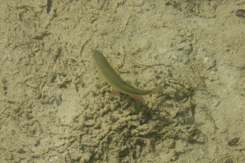 Obraz 035